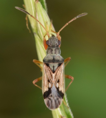 Oblique-banded Seed Bug