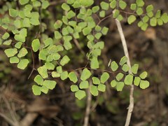 Adiantum tricholepis