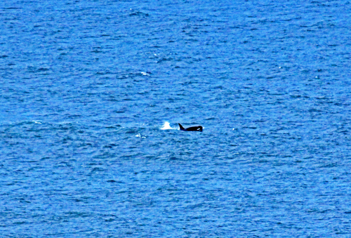 Orca photographed in Oregon