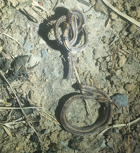 Calliophis intestinalis