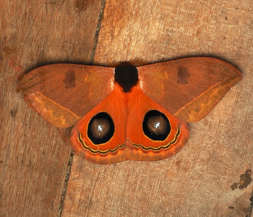Automeris duchartrei