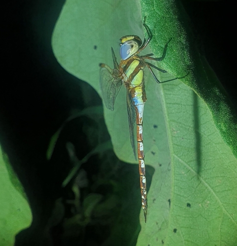 Anaciaeschna jaspidea