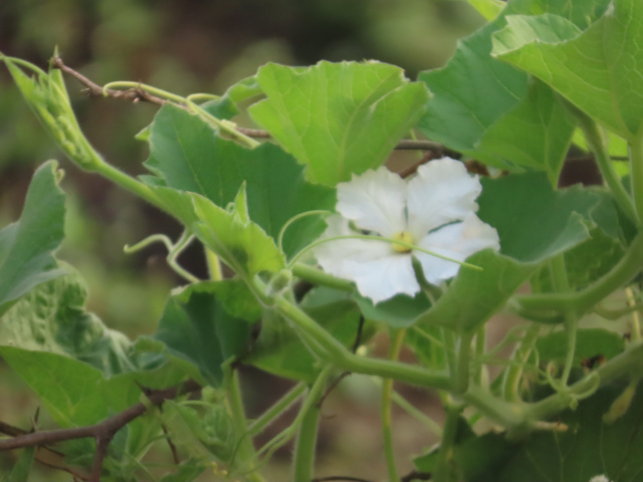 Photo by Shilpa Gadgil via iNaturalist (Copyright Shilpa Gadgil)