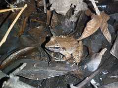 Limnonectes macrodon