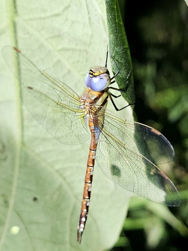 Anaciaeschna jaspidea