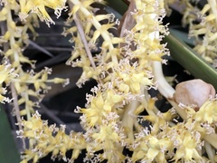 Trithrinax campestris