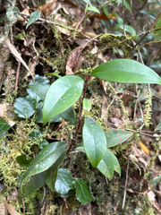 Myrsine stolonifera, photograph (c) 黃美滿, some rights reserved (CC BY)