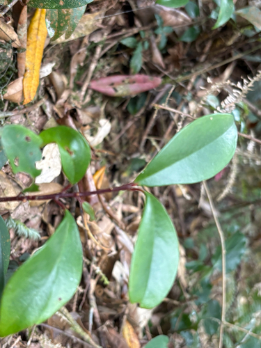 Myrsine stolonifera, photograph 6