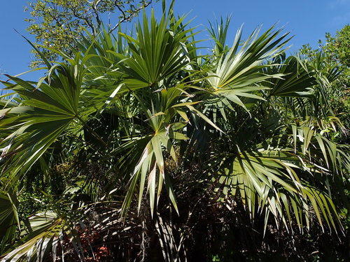 Image of Leucothrinax morrisii by (c) Daniel Cahen, some rights reserved (CC BY)