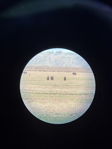 Plains Bison photographed in Florida