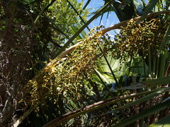 Leucothrinax morrisii