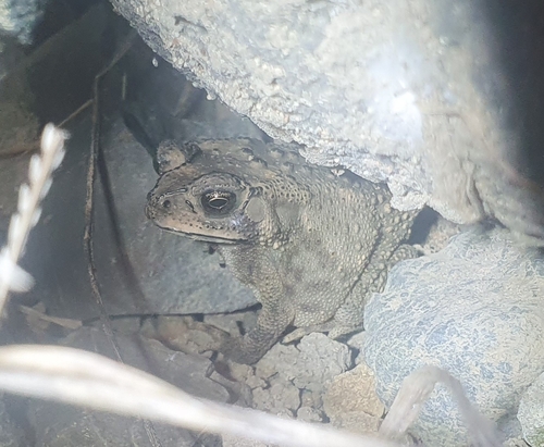 Duttaphrynus melanostictus