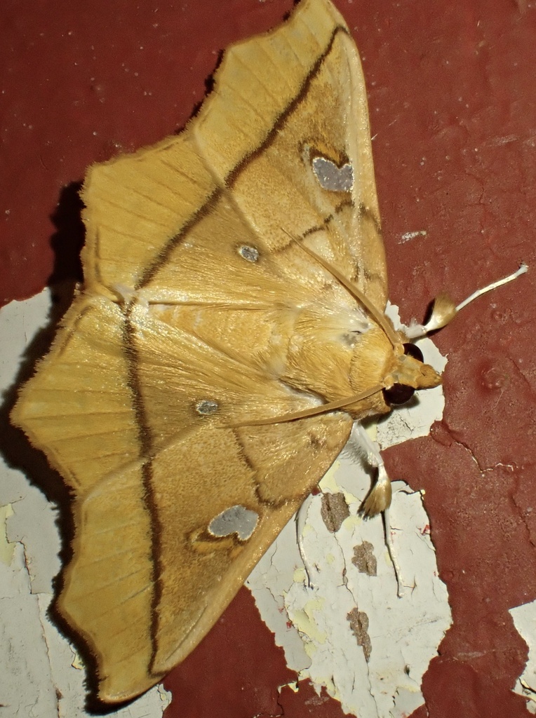 Midila guianensis