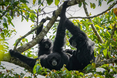 Symphalangus syndactylus