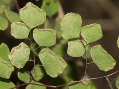 Adiantum tricholepis