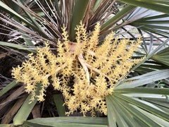 Trithrinax campestris