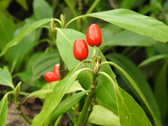 Aucuba japonica