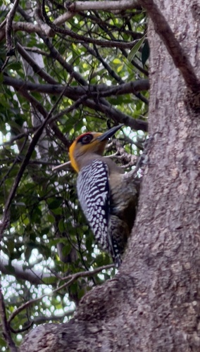 Golden-cheeked Woodpecker (Melanerpes chrysogenys), photo 4