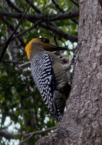 Golden-cheeked Woodpecker (Melanerpes chrysogenys), photo 5