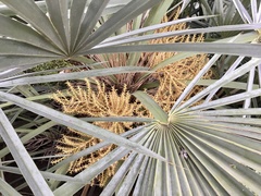 Trithrinax campestris