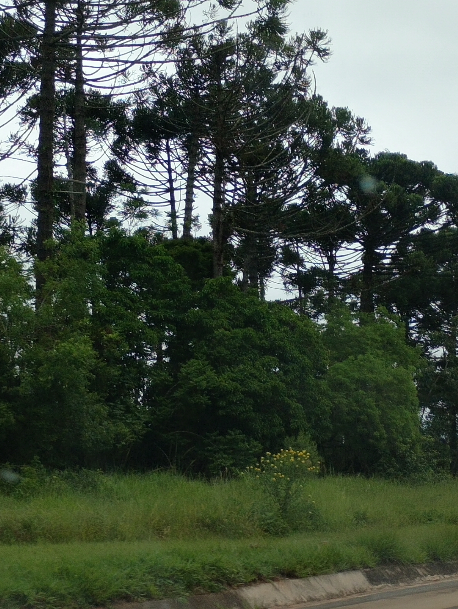 Araucaria angustifolia