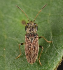 Pseudopachybrachius basalis