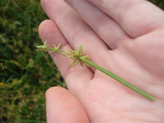 Isolepis prolifera