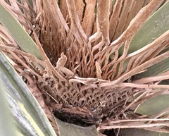 Trithrinax campestris