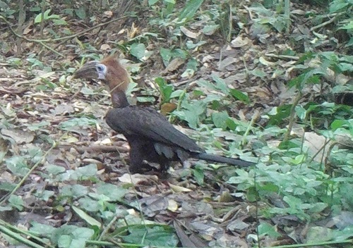Black-casqued Hornbill