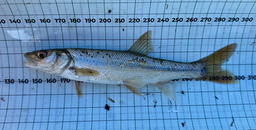 Sacramento pikeminnow (Ptychocheilus grandis) — Cyprinidae — 5