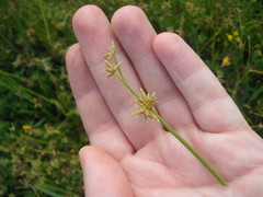 Isolepis prolifera