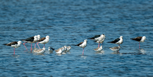 iNaturalist: (c) Alexander Naumov, some rights reserved (CC BY-NC), uploaded by Alexander Naumov iNaturalist image