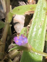 Cyanotis lapidosa, photograph (c) Tam, some rights reserved (CC BY-SA)
