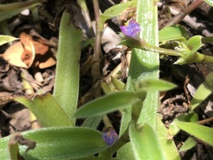 Cyanotis lapidosa, photograph (c) Tam, some rights reserved (CC BY-SA)