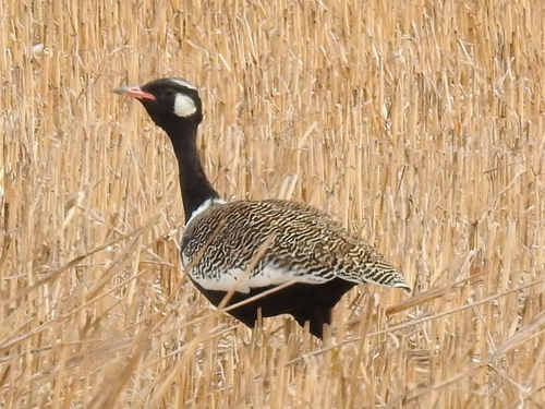 Southern Black Korhaan (Afrotis afra)