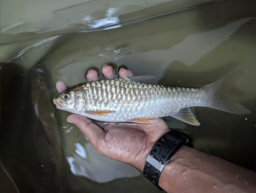 Soro mahseer (Neolissochilus soroides) — Cyprinidae — 2