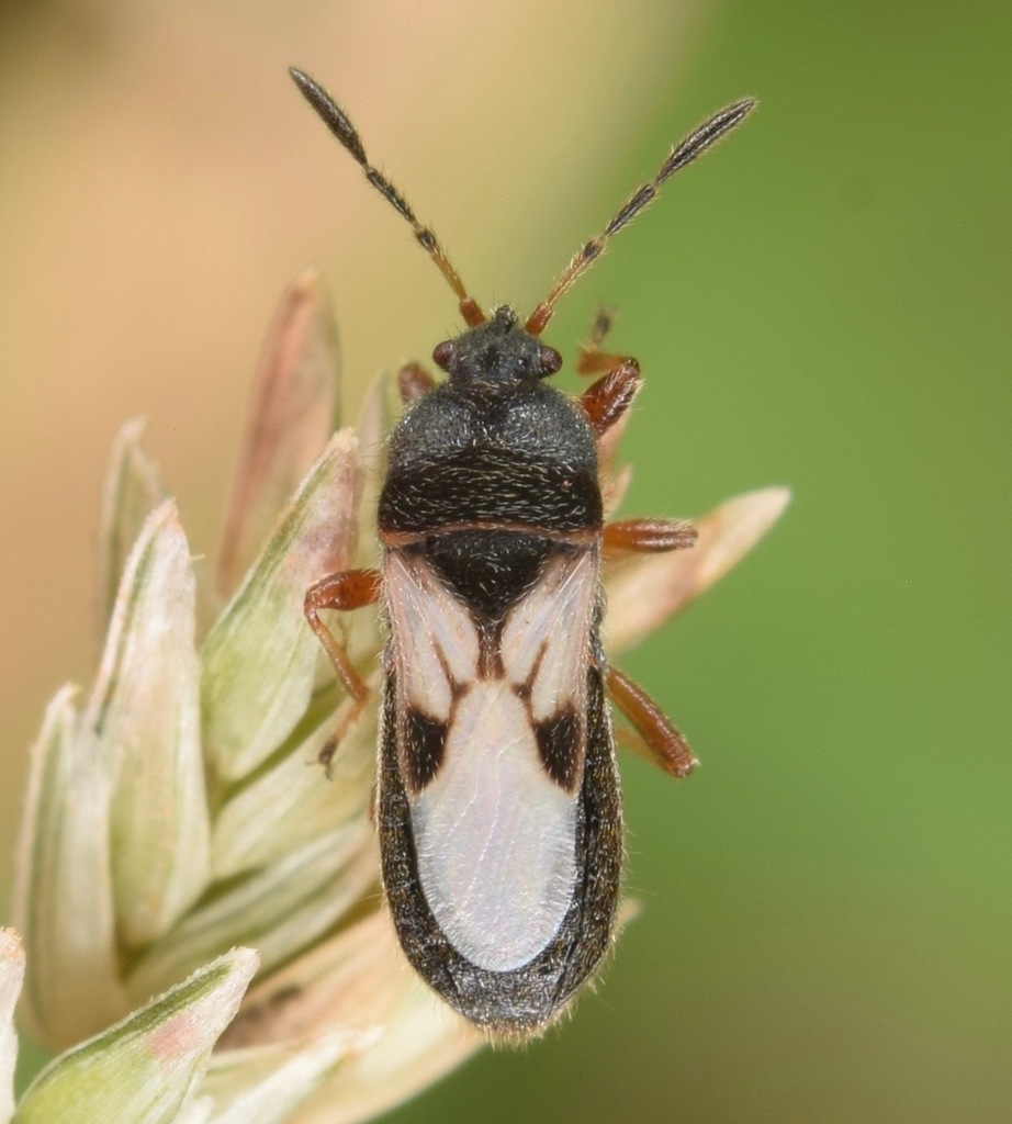 Hairy Chinch Bug