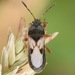 Blissus leucopterus - Photo (c) skitterbug,  זכויות יוצרים חלקיות (CC BY), הועלה על ידי skitterbug