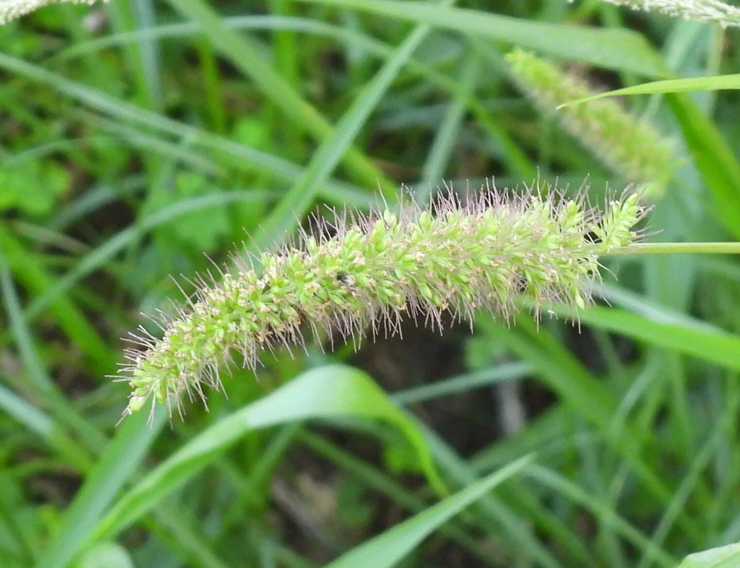 Bristly foxtail