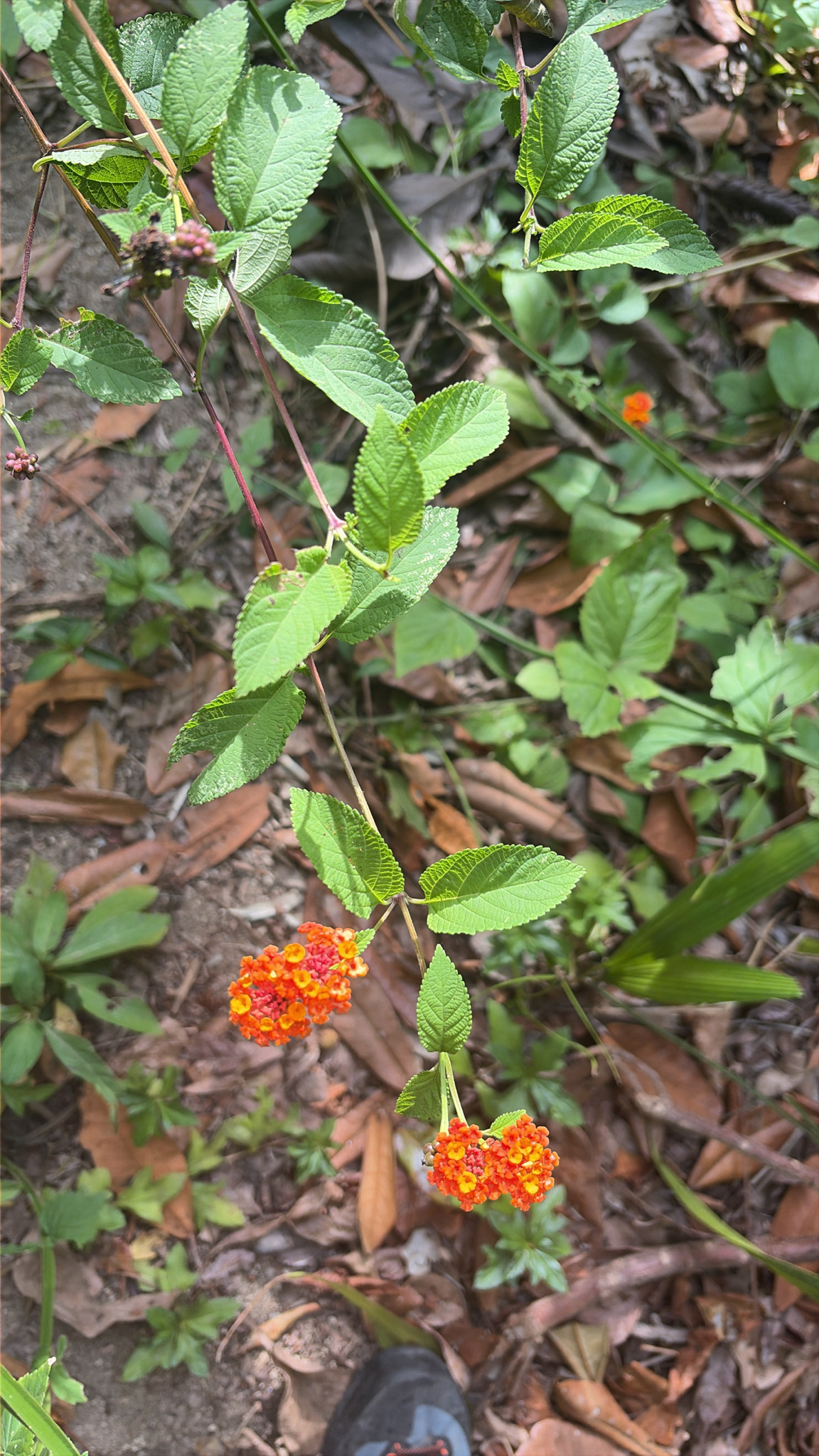 Imagem de lantana