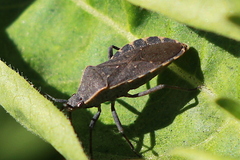 Catorhintha apicalis