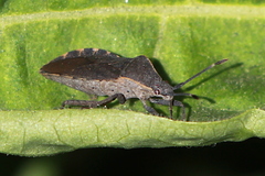 Catorhintha apicalis