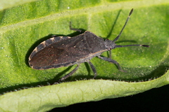 Catorhintha apicalis