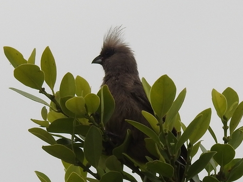 Speckled Mousebird (Colius striatus), photo 4