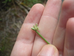 Isolepis prolifera