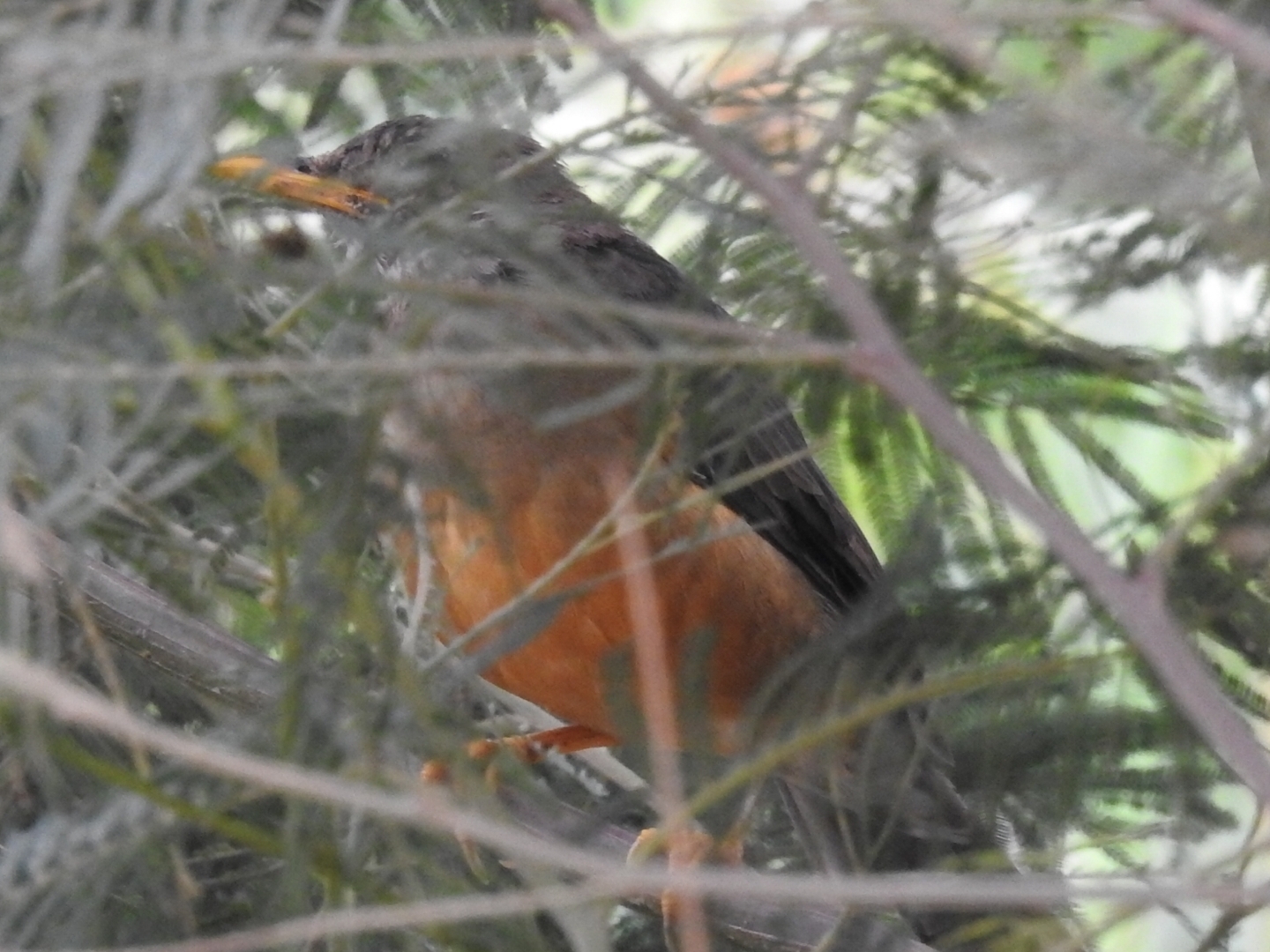 Olive Thrush (Turdus olivaceus), photo 2