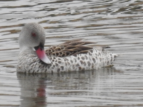 Cape Teal (Anas capensis), photo 5