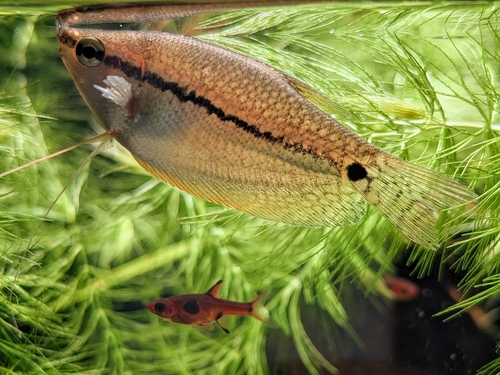 Pearl gourami (Trichopodus leerii) — Osphronemidae — 5