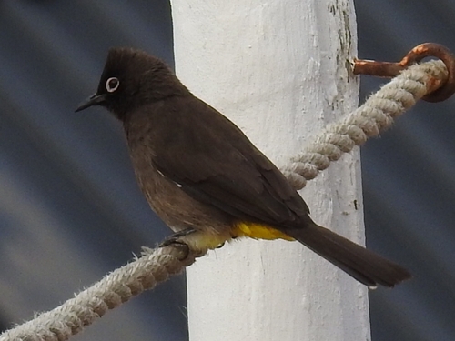 Cape Bulbul (Pycnonotus capensis), photo 4