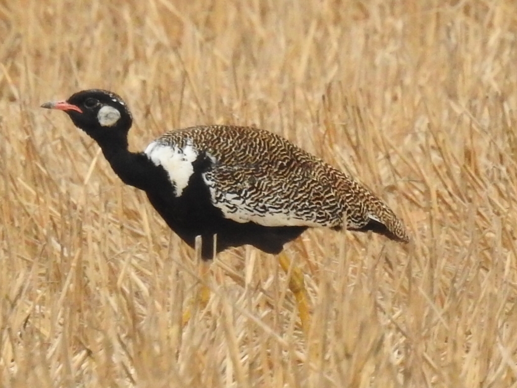 Southern Black Korhaan (Afrotis afra), photo 2
